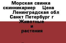 Морская свинка, скинникариер  › Цена ­ 2 000 - Ленинградская обл., Санкт-Петербург г. Животные и растения » Грызуны и Рептилии   . Ленинградская обл.,Санкт-Петербург г.